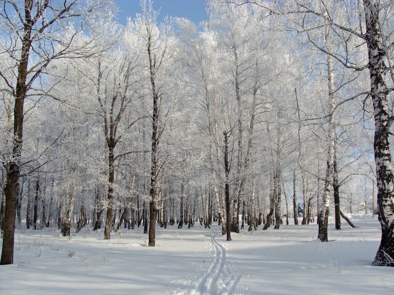 Arboleda del abedul del invierno foto de archivo Arboleda del abedul del invierno foto de archivo
