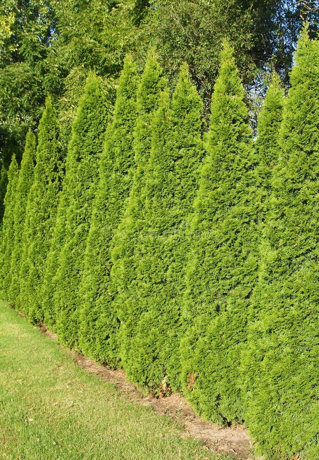 Arbor Vitae Hedgerow-5 stock image. Image of arborvitae - 21232595