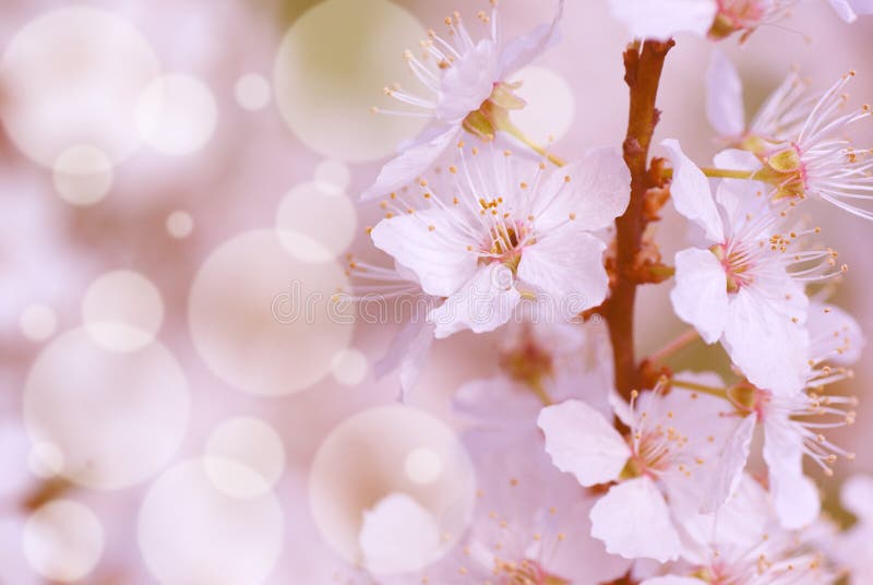 Arbore de prune mirabelle stock photography