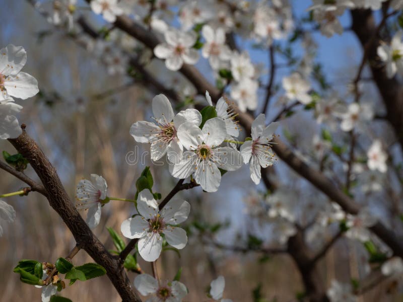 Arbore de prune mirabelle înflorit în primăvară stock photo