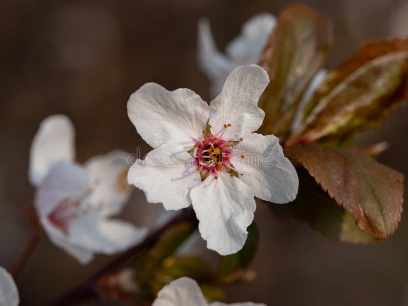 Arbore de prune mirabelle înflorit în primăvară stock photo