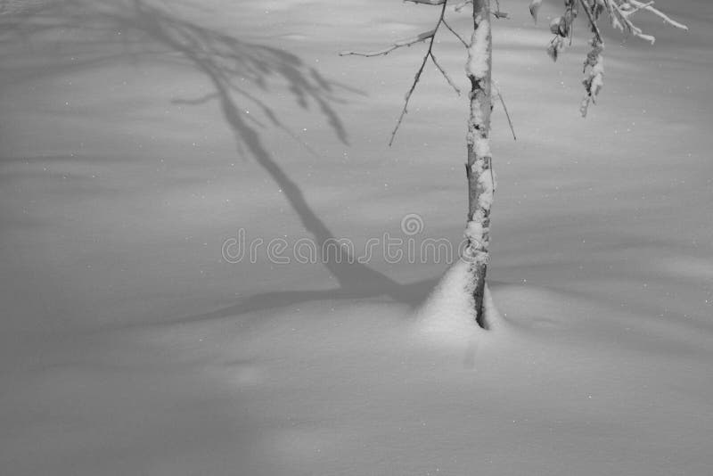 Arbore și umbra sa în monocromul zăpezii proaspete royalty free stock image