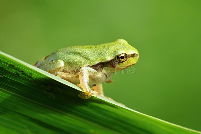 Hyla arborea, european tree frog. Hyla arborea, european tree frog