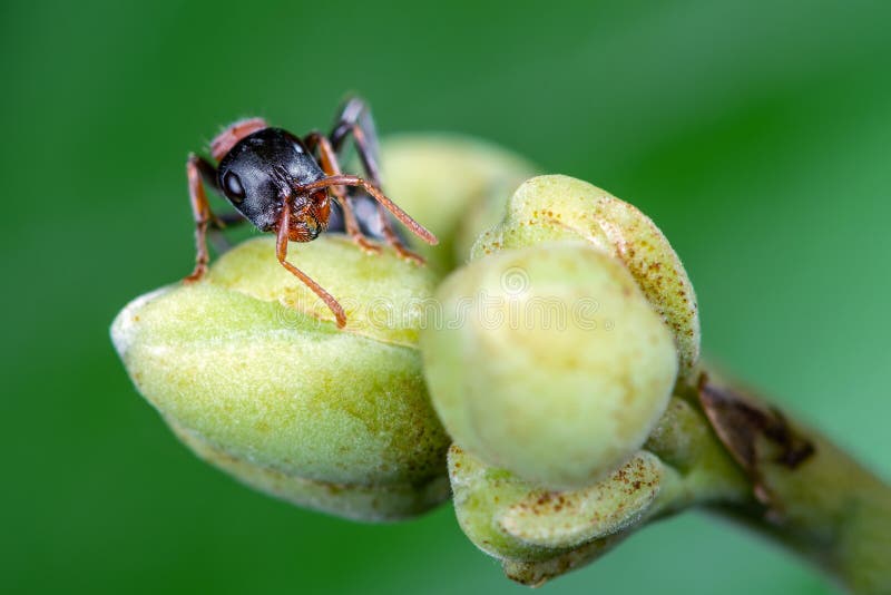 The Arboreal Bicolored Ant or Tetraponera rufonigra, beautiful ant on Morning Glory Tree  with green background, Thailand. The Arboreal Bicolored Ant or Tetraponera rufonigra, beautiful ant on Morning Glory Tree  with green background, Thailand