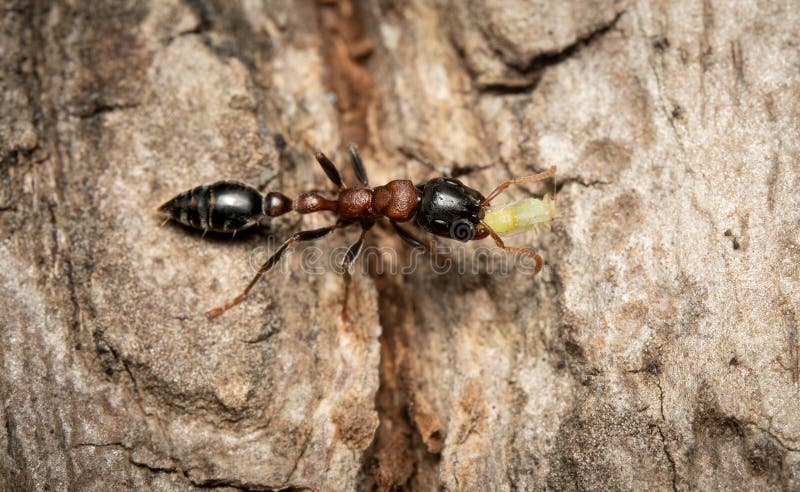 An Arboreal Bicolored Slender Ant carring an aphid on the bark of a tree