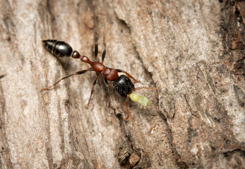 An Arboreal Bicolored Slender Ant carring an aphid on the bark of a tree