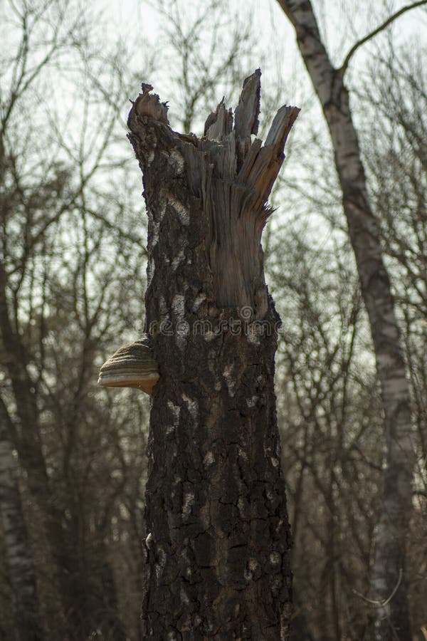 Arboreal on old and broken birch. Arboreal on old and broken birch.