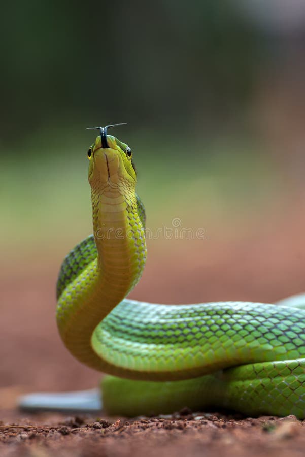 Gonyosoma oxycephalum, known commonly as the arboreal ratsnake, the red-tailed green ratsnake, and the red-tailed racer. Gonyosoma oxycephalum, known commonly as the arboreal ratsnake, the red-tailed green ratsnake, and the red-tailed racer