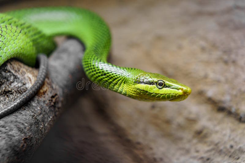 Arboreal ratsnake on branch in terrarium