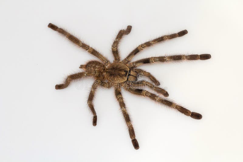 Arboreal tarantula, Poecilotheria tigrinawesseli. Eastern Ghats, India Isolated on white