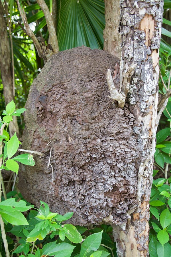 Arboreal termite nest stock photography