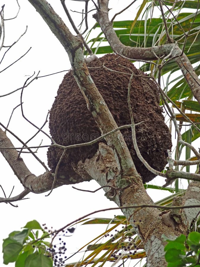 Arboreal termite nest seen Im Mexico