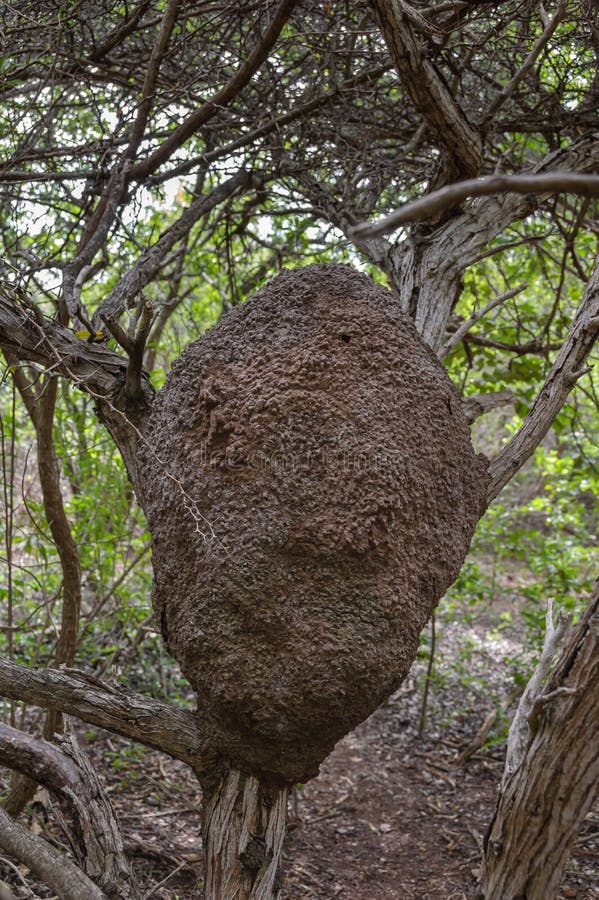 Close up of an arboreal termite nest in a tropical forest in the Caribbean