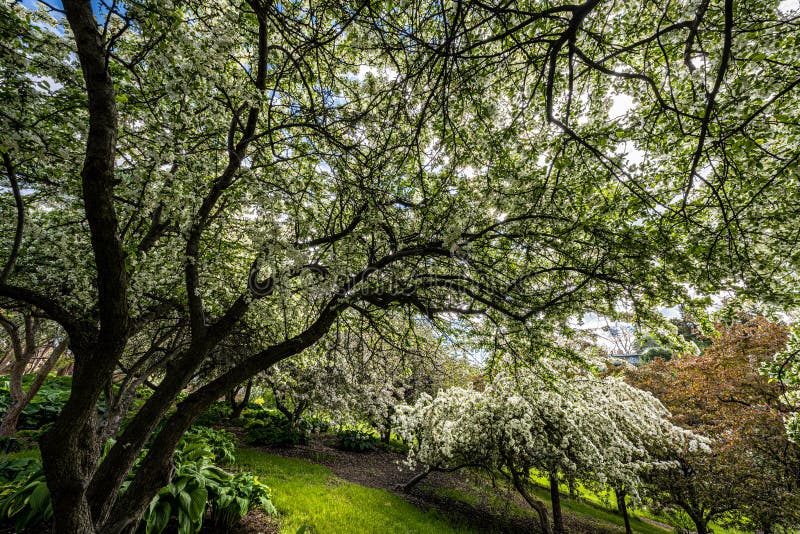 Arboretum Garden in Spring stock image. Image of spring - 249613193