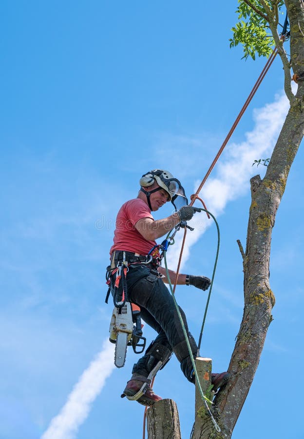 A Tree Surgeon or Arborist adjusting safety ropes near the top of a tree. A Tree Surgeon or Arborist adjusting safety ropes near the top of a tree