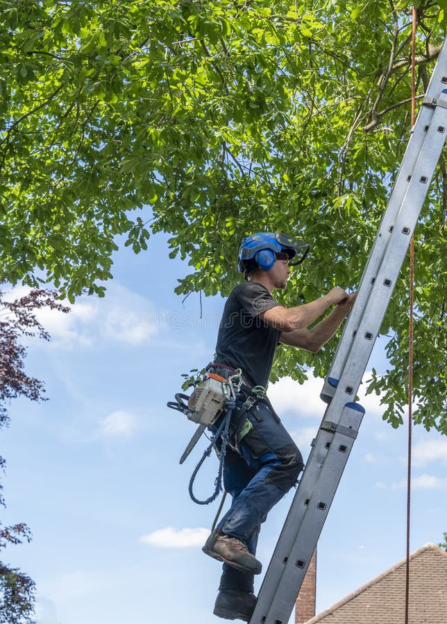 A Tree Surgeon or Arborist clinbing up a ladder ready to work up a tree. A Tree Surgeon or Arborist clinbing up a ladder ready to work up a tree