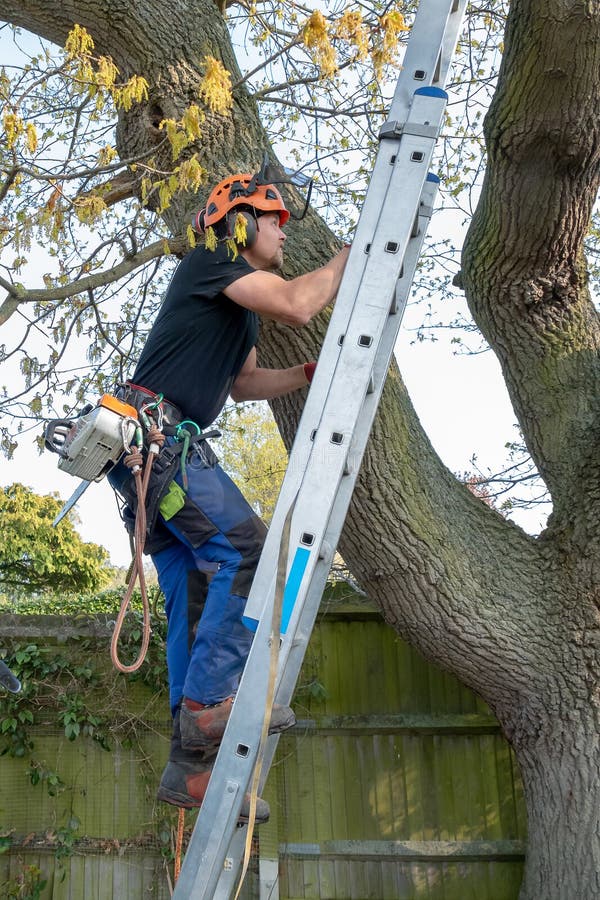Arborist or Tree Surgeon with safety harness and ropes climbing up a ladder. Arborist or Tree Surgeon with safety harness and ropes climbing up a ladder