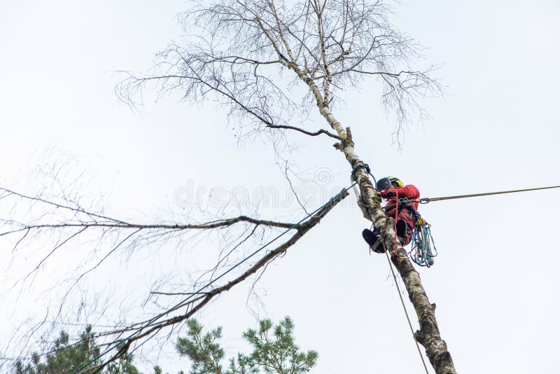 Arborist cutting a branches with chainsaw. The worker with helmet working at heights. Tree surgery