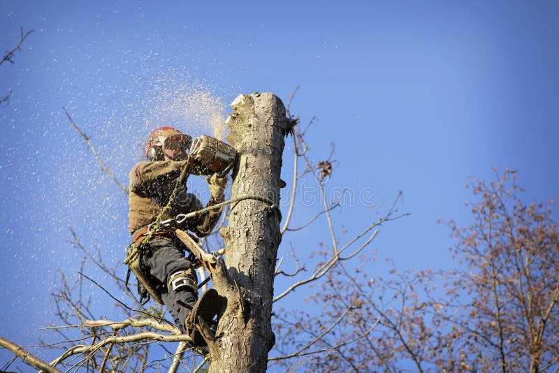 Arborist cutting tree stock photo. Image of lumber, branches 22417292