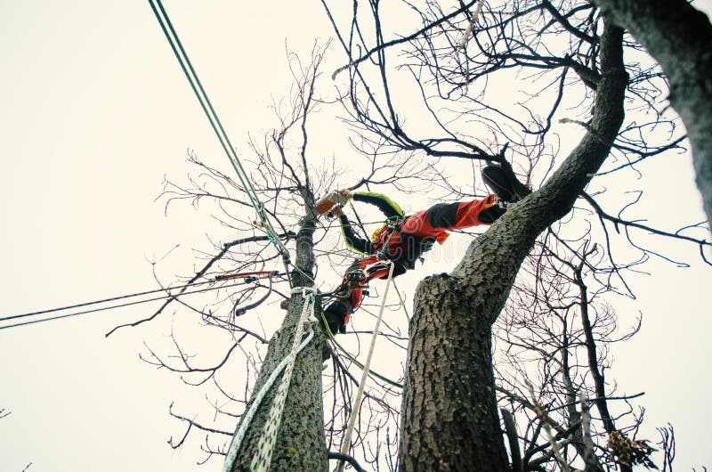 Arborist man cutting a branches with chainsaw and throw on a ground. The worker with helmet working at height on the trees. Lumber royalty free stock images Arborist man cutting a branches with chainsaw and throw on a ground. The worker with helmet working at height on the trees. Lumber royalty free stock images