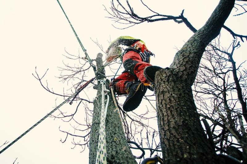 Arborist man cutting a branches with chainsaw and throw on a ground. The worker with helmet working at height on the trees. Lumber royalty free stock images Arborist man cutting a branches with chainsaw and throw on a ground. The worker with helmet working at height on the trees. Lumber royalty free stock images