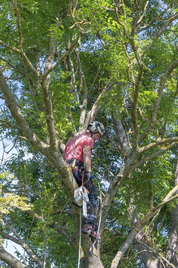 A Tree Surgeon or Arborist roped to a tree ready to work. A Tree Surgeon or Arborist roped to a tree ready to work