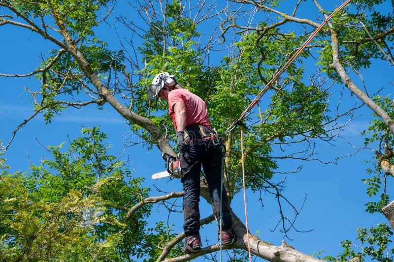 Arborist Stock Photos, Images and Backgrounds for Free Download