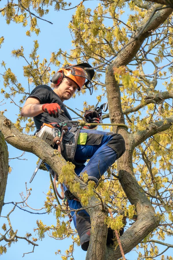 Arborist or Tree Surgeon roped up a tree ready for work. Arborist or Tree Surgeon roped up a tree ready for work