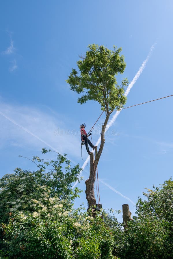 A Tree Surgeon or Arborist standing on tall tree stumps ready to cut the crown of the tree