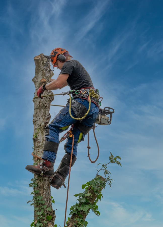 Arborist or Tree Surgeon using a safety rop at the top of a tree. Arborist or Tree Surgeon using a safety rop at the top of a tree