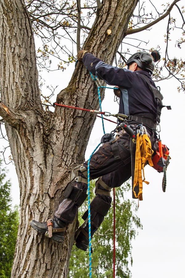 Arborist Using a Chainsaw To Cut a Walnut Tree. Lumberjack with Saw and