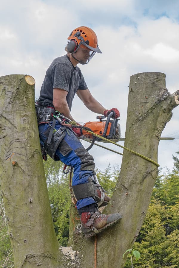 Arborist or Tree Surgeonusing a chainsaw working up a tree. Arborist or Tree Surgeonusing a chainsaw working up a tree