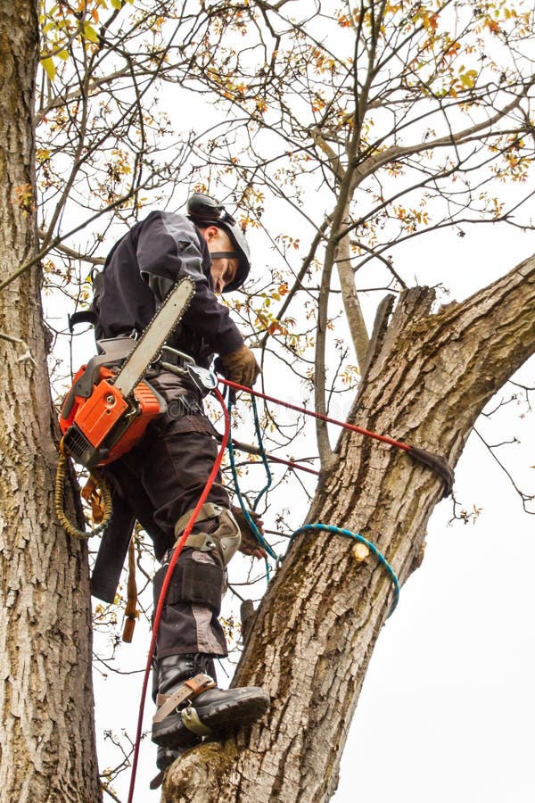 Arboriste À L'aide D'une Tronçonneuse Pour Couper Un Noyer. Bûcheron Avec  Scie Et Harnais Élagage D'un Arbre Banque D'Images et Photos Libres De  Droits. Image 78605362