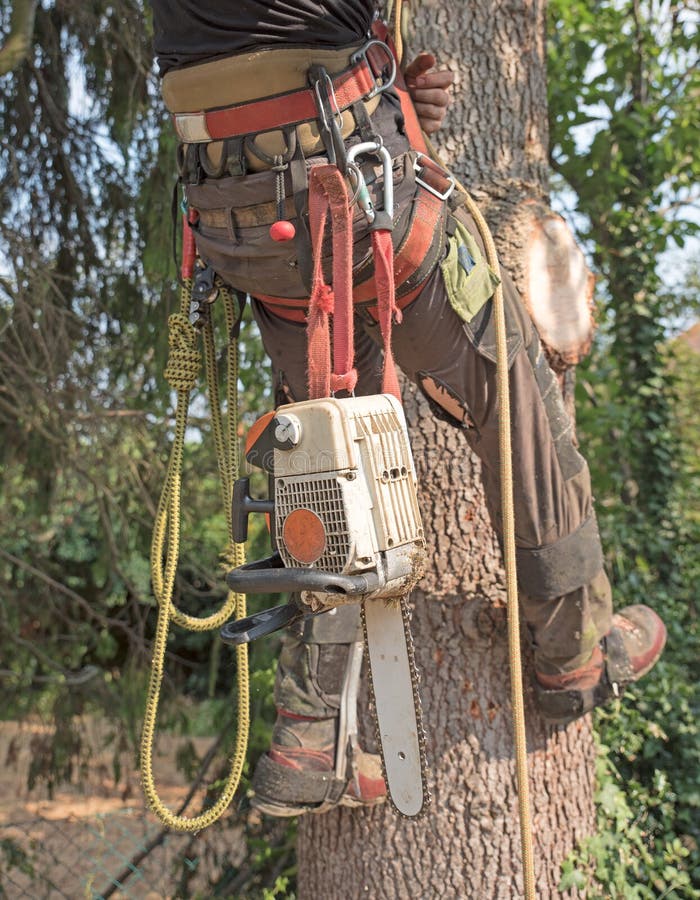 Arborists Harness and Tools Stock Photo Image of arborist