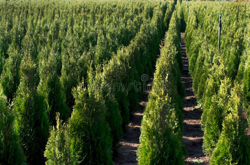 Arborvitae. Goldstrike Cedar. Nursery for many green Thuja in nature.