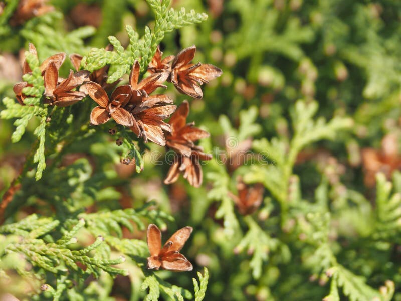 Arborvitaen ?r en dekorativ vintergr?n v?xt, ?r en garnering av tr?dg?rden arkivfoton Arborvitaen ?r en dekorativ vintergr?n v?xt, ?r en garnering av tr?dg?rden arkivfoton