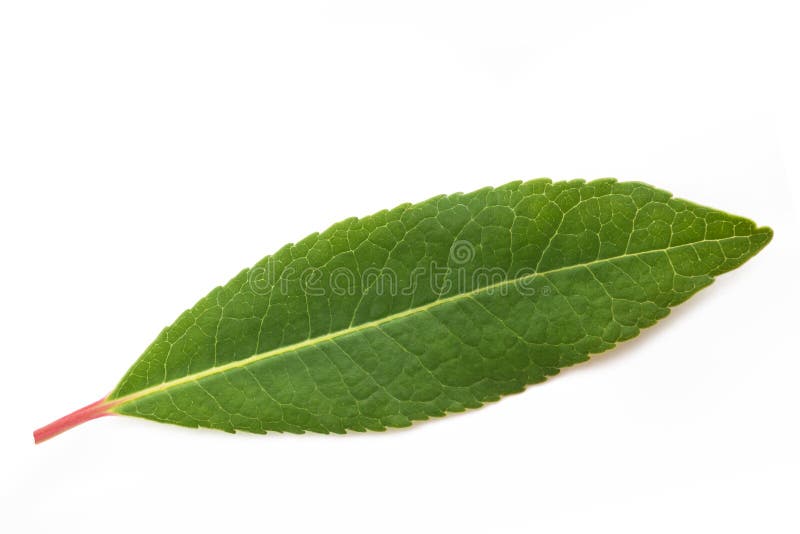 Arbousier photographie stock libre de droits Arbousier photographie stock libre de droits
