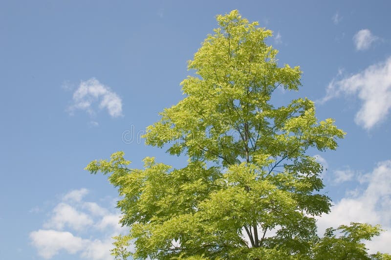 A naturally brilliant green tree on a clear blue sky background. A naturally brilliant green tree on a clear blue sky background