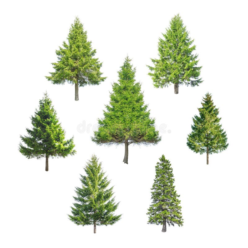 Arbre images stock Arbre images stock