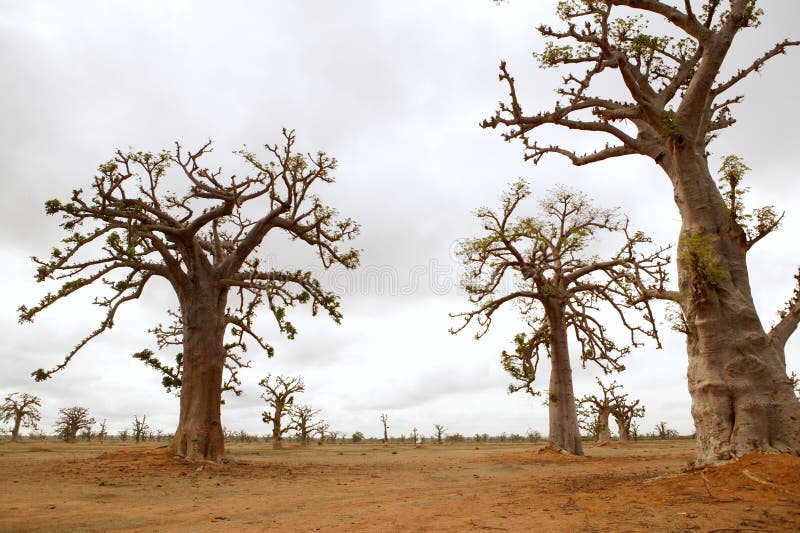 Arbre africain de baobab sur la zone d'arbres de baobabs photo libre de droits Arbre africain de baobab sur la zone d'arbres de baobabs photo libre de droits