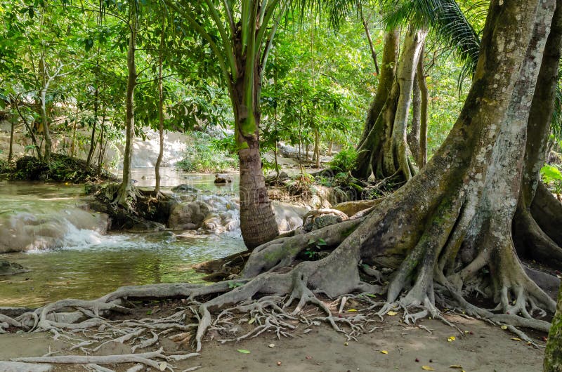 photographie stock libre de droits arbre avec des racines dans la forêt tropicale jungle image