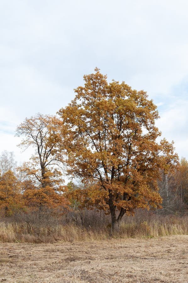 Arbre avec feuillage brun sec au bord de la forêt heure d'automne