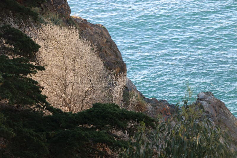 Arbre blanc avec les branches nues sur une falaise, Big Sur image stock Arbre blanc avec les branches nues sur une falaise, Big Sur image stock