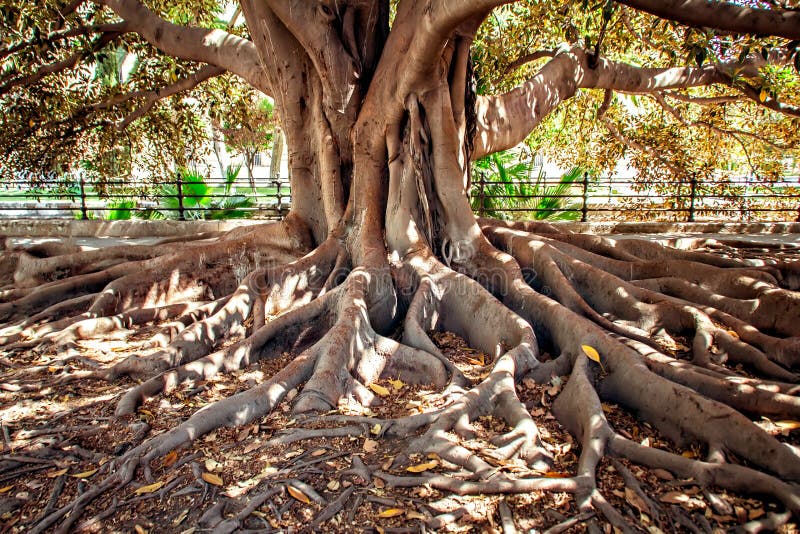 Big Ficus tree with roots. Big Ficus tree with roots