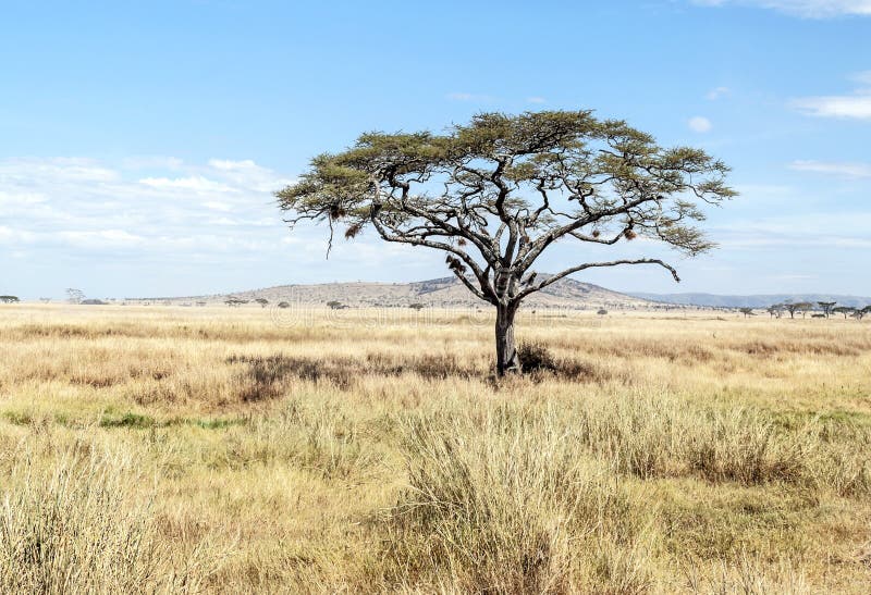 Arbre d'acacia en Tanzanie image libre de droits