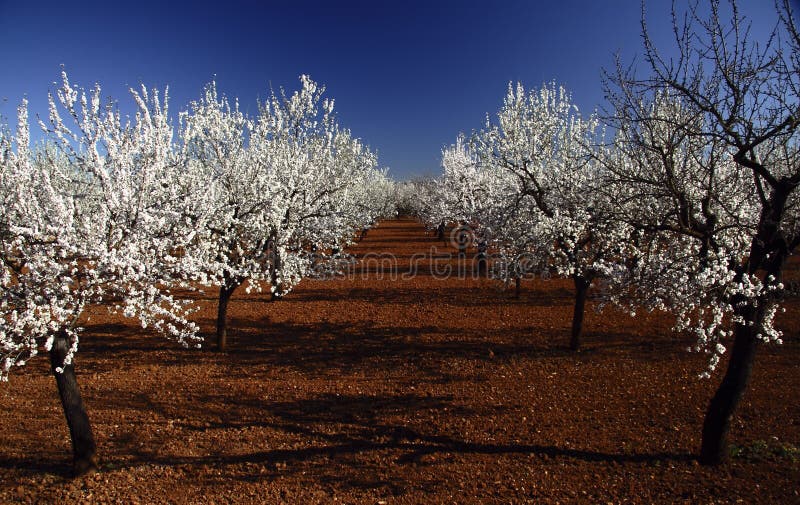 Almond tree in flower with blue sky of bottom. Almond tree in flower with blue sky of bottom