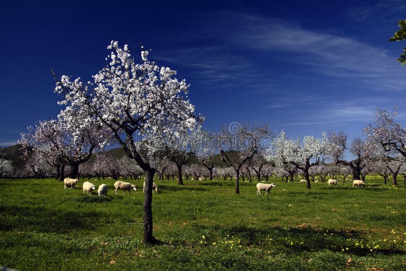 Almond tree in flower with blue sky of bottom. Almond tree in flower with blue sky of bottom