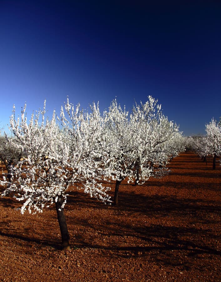 Almonds tree plantation in Mallorca. Red soil and blue cloudless sky. Almonds tree plantation in Mallorca. Red soil and blue cloudless sky.