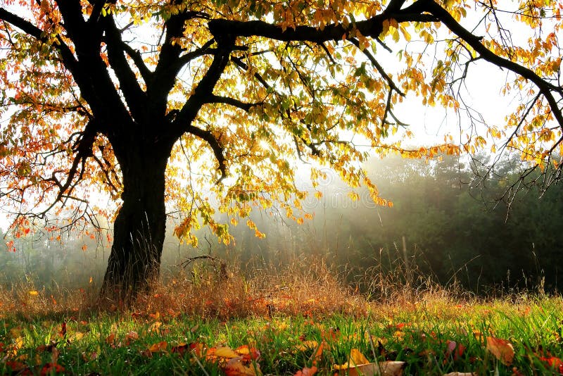 Arbre d'automne photos libres de droits Arbre d'automne photos libres de droits