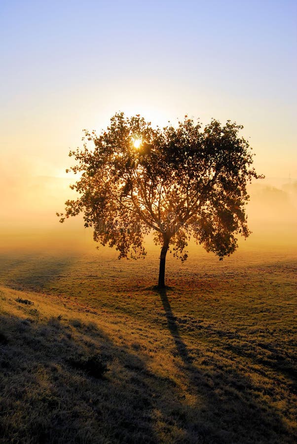 Arbre d'automne photos stock Arbre d'automne photos stock